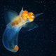Image for article titled Strange and Beautiful Underwater Photography Not Altogether Unlike Your Own Boring Photography